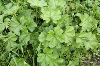 Çalının yeşil yaprakları ve genç bir bitki