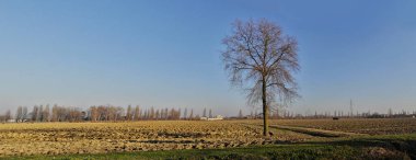 Ağaçlı kırsal alan.