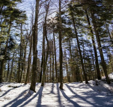 Karla kaplı ağaçlarla kaplı güzel kış manzarası