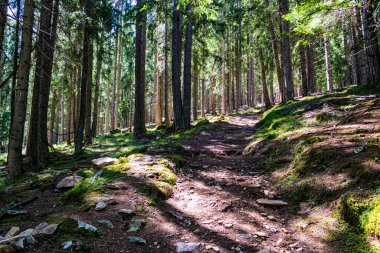 Dağlardaki güzel orman