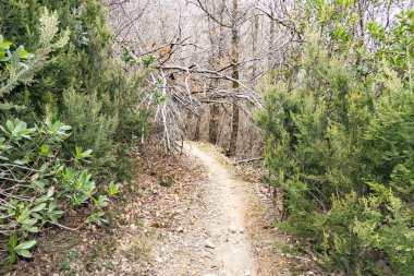 Doğadaki vahşi yol