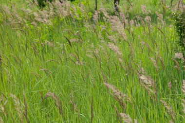 yeşil çimenler tarlada