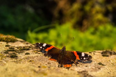Yeşil yapraklı kelebek