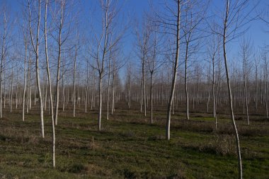 Düz kavak ağacı tarlası