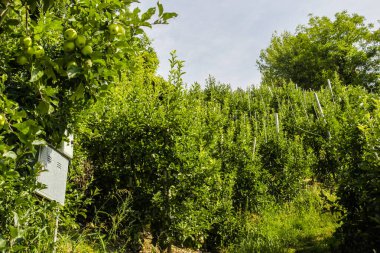 Bahçedeki yeşil elma ağacı