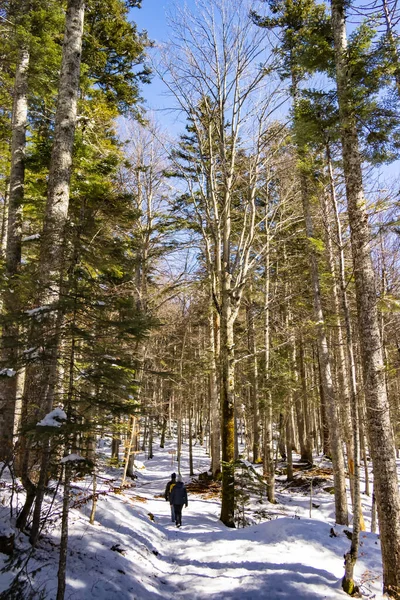 Beau Cliché Une Jeune Femme Dans Une Forêt Enneigée — Photo