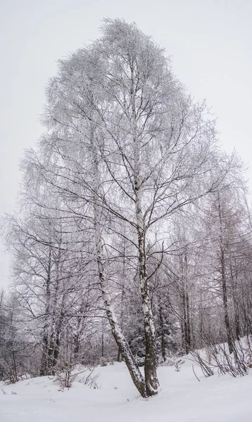 Paysage Hivernal Avec Arbres Enneigés — Photo