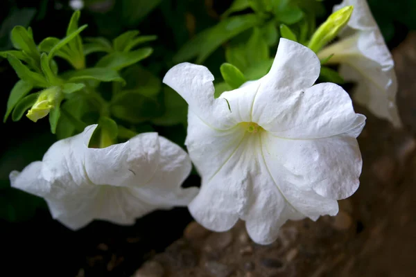 Біла Квітка Саду — стокове фото