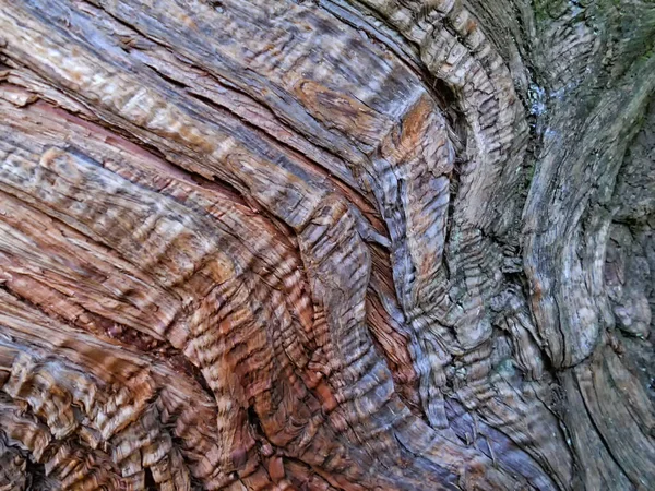 Detail Tree Trunk Natural Art — Stock Photo, Image