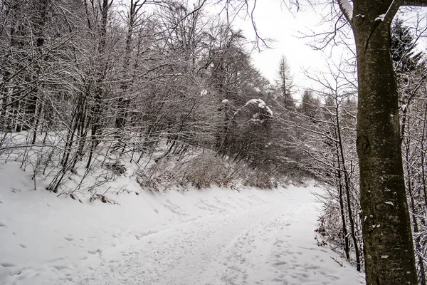 Forêt Hiver Dans Neige — Photo