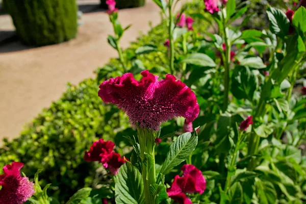 Flores Vermelhas Celósia Jardim — Fotografia de Stock