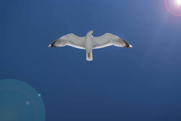 Seagull Flying Sky — Stock Photo, Image