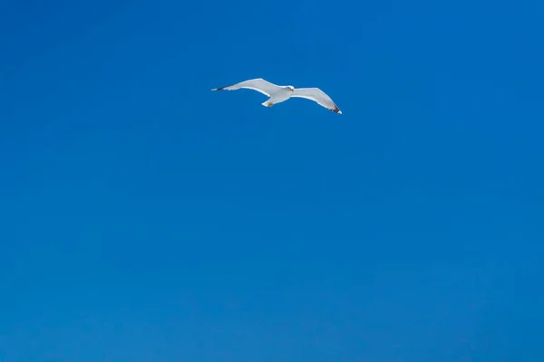 Flying White Seagull Blue Sky Beautiful Birds — Stock Photo, Image
