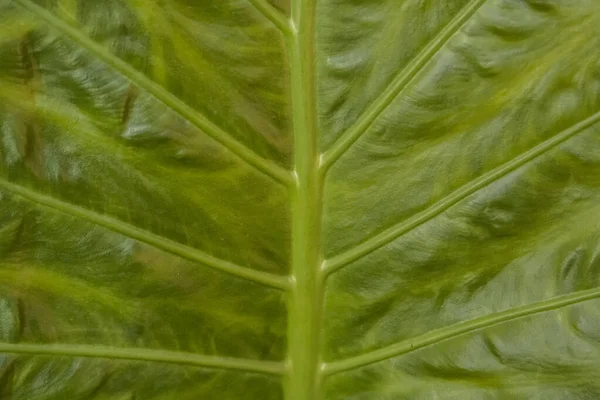 Πράσινο Φύλλο Υφή Φόντο Κοντινό Πλάνο — Φωτογραφία Αρχείου