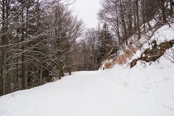 Winter Forest Snow Covered Trees — Stock Photo, Image