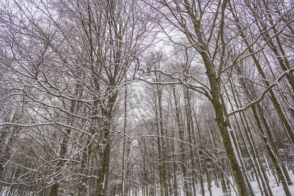 Zimní Krajina Zasněženými Stromy — Stock fotografie