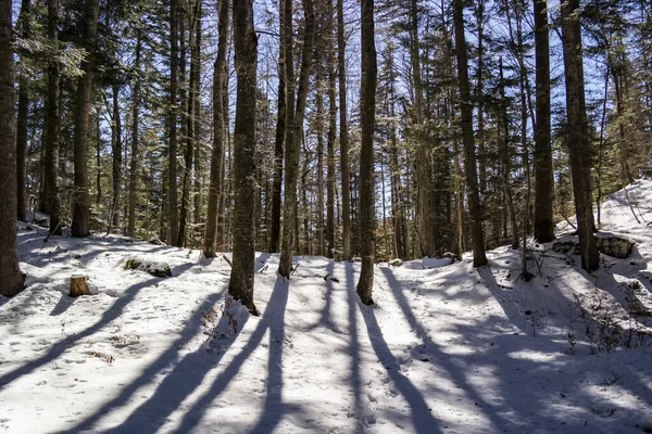 Beautiful Winter Landscape Snow Covered Trees — Stock Photo, Image