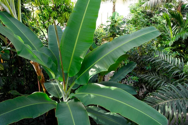 Folhas Verdes Uma Árvore Banana — Fotografia de Stock