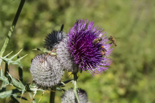 Fiori Cardo Nel Giardino — Foto Stock