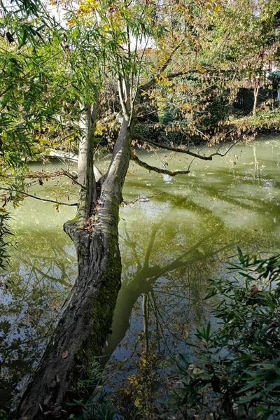 Деревья Вдоль Реки — стоковое фото