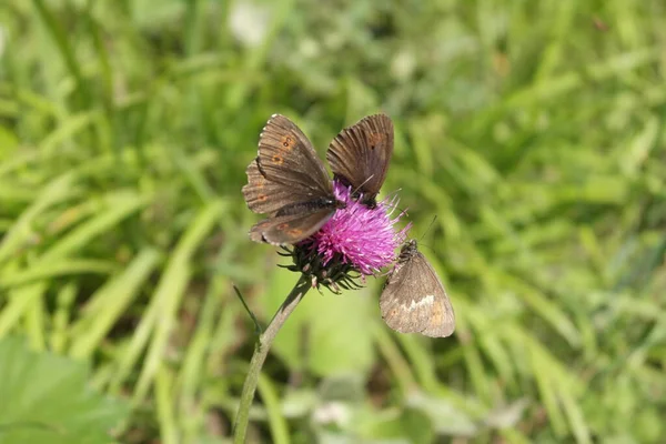Papillon Sur Une Fleur — Photo