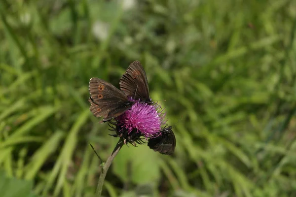 Papillon Sur Une Fleur — Photo