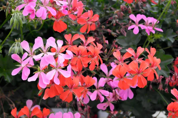 开红花和紫花的背景 — 图库照片