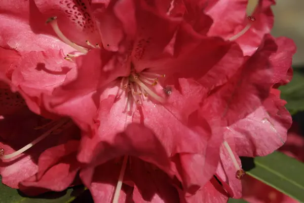 Belle Fleur Rouge Dans Jardin — Photo