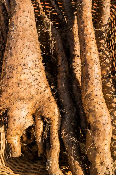 ジオスコア バタータの根の閉鎖 — ストック写真