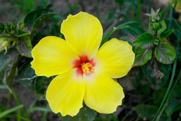 Yellow Flower Hibiscus — Stock Photo, Image
