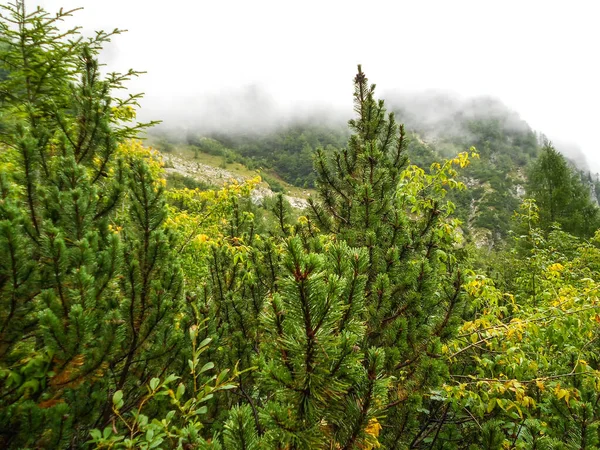 Beautiful View Forest Stock Photo