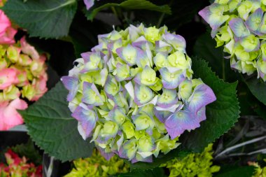 Güzel botanik fotoğrafı, doğal duvar kağıdı.