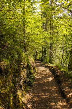 Sonbaharda parkta bir yol..