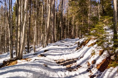 Karlı güzel kış ormanı
