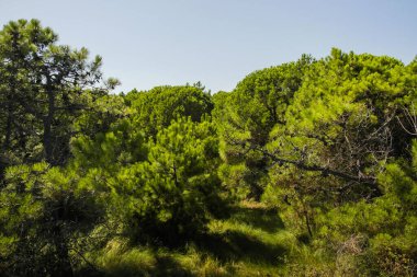 Deniz çam ağaçları