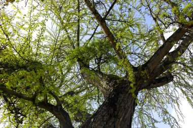 Ormandaki yeşil ağaç
