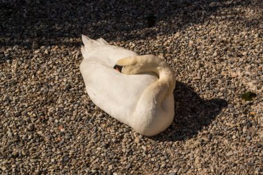 Sahilde beyaz ve siyah bir çanta.