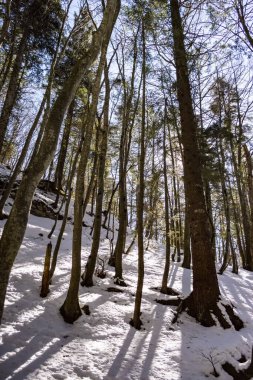 Karlı güzel kış manzarası