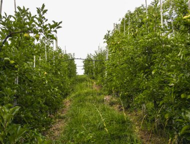 Büyük yeşil bir meşe ağacı çalısı..