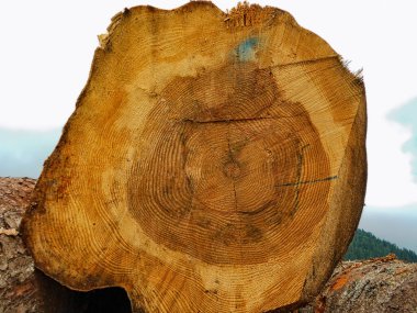 Ağaç gövdesinden kesilmiş odun.