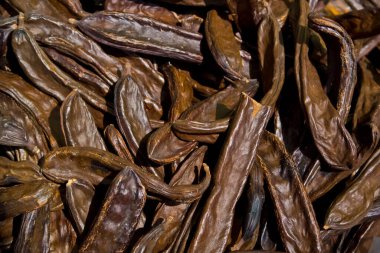 Kahverengi keçiboynuzu geçmişi