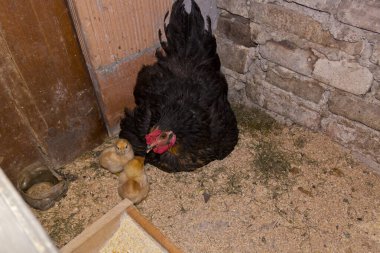 Bir grup tavuk çitin yanında duruyor.