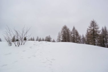 Karla kaplı ağaçlarla kaplı kış manzarası