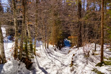 Karlı güzel kış ormanı