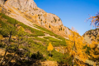 Sonbahar dağ manzarası kayalar ve sarı ağaçlarla