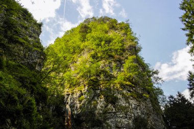 Ormanın güzel manzarası