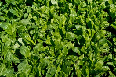 Bahçede yeşil marul yaprakları