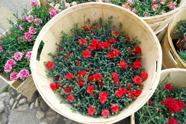 Bahçedeki güzel çiçekler