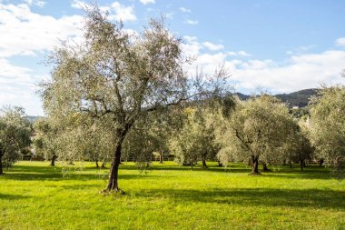 Parkta çiçek açan ağaçlar