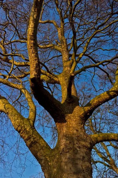 イギリスのロンドンにあるセント ジェームズ公園の木 — ストック写真